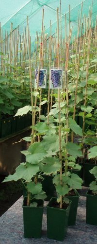 Blauer Bernburger Jungreben 2007